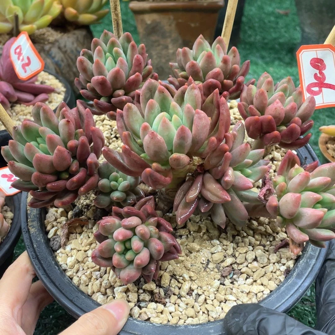 006 一物一拍28包邮非偏远