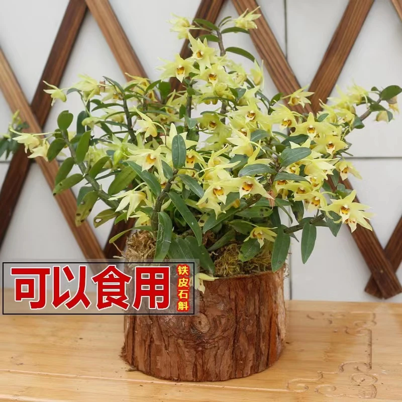 加大号铁皮石斛木桩黄色花可食用