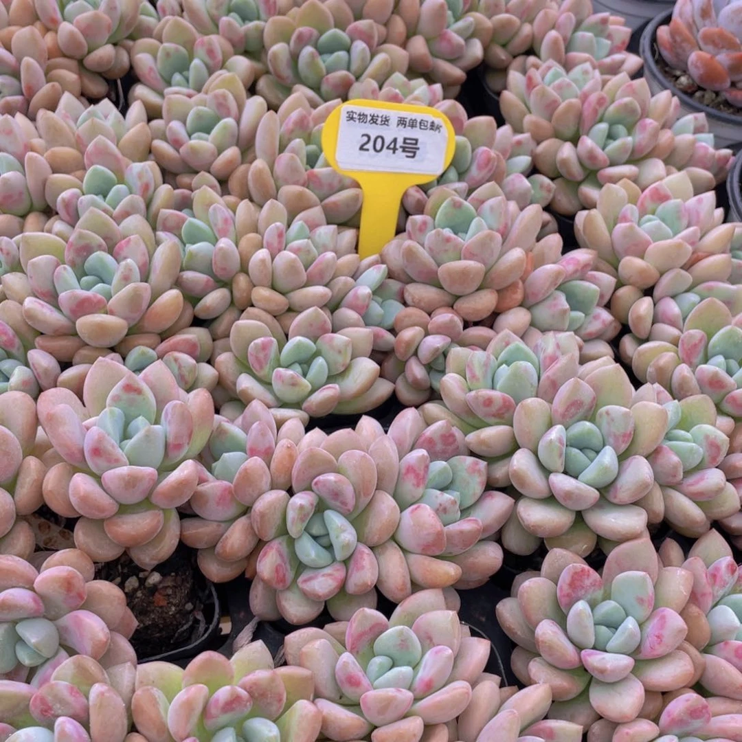 204号 开播福利白鹭花斑鹭老桩群生一个