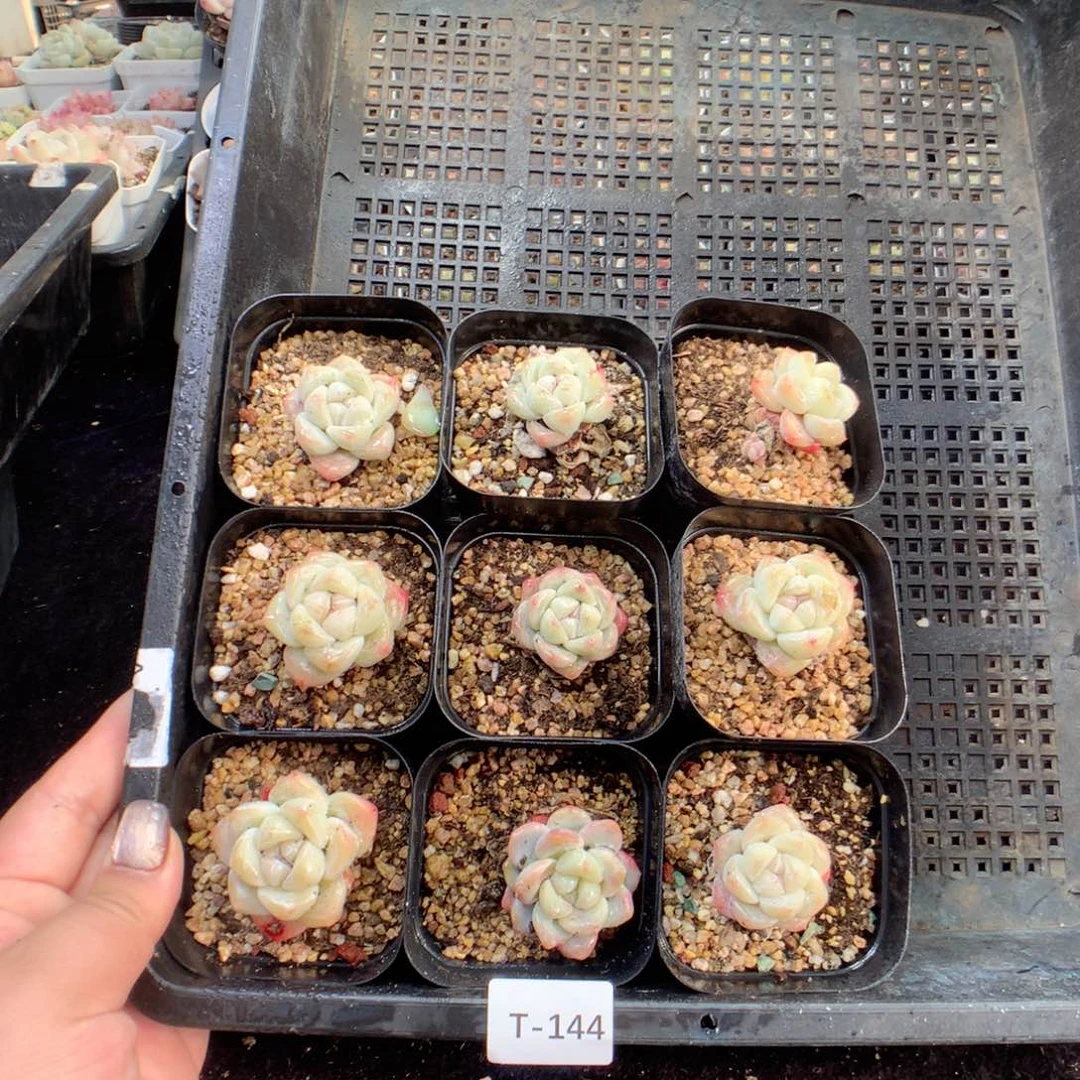 无花朵T144月英语英语