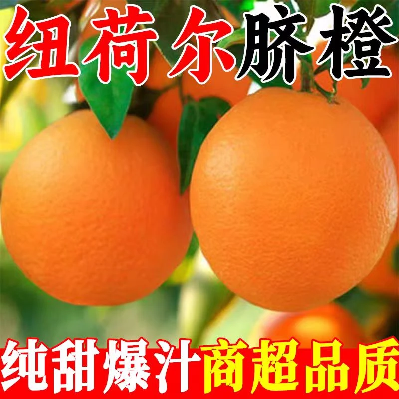 新鲜纽荷尔脐橙现摘高山甜橙应季孕妇水果多汁化渣橙子5斤9斤