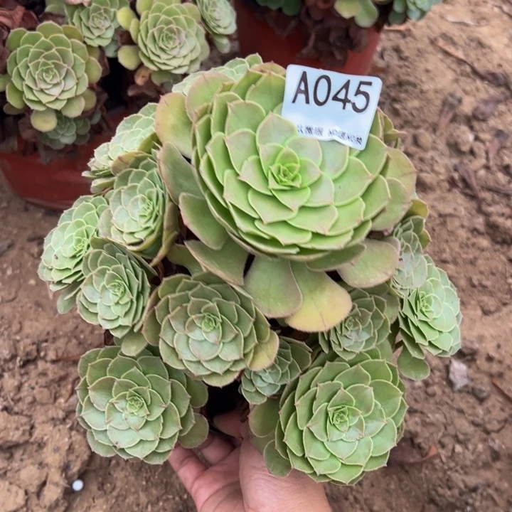 万圣节多肉植物045.