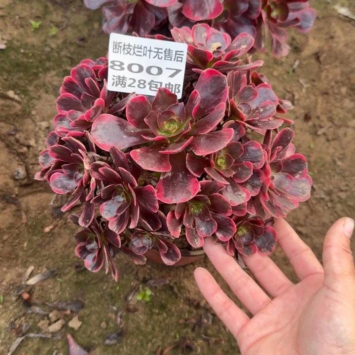 8007二号棚爱神多肉C