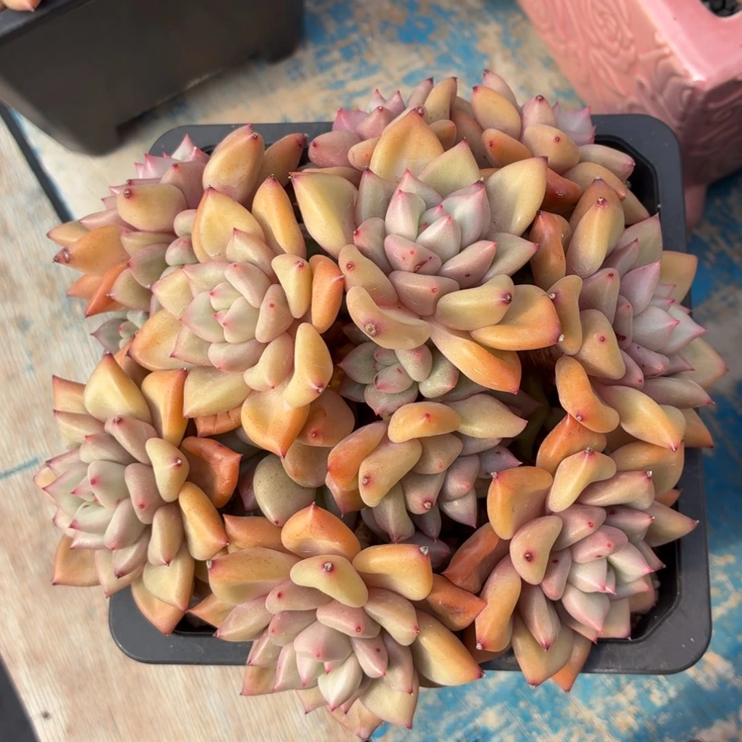 多肉植物 黄金象牙-4