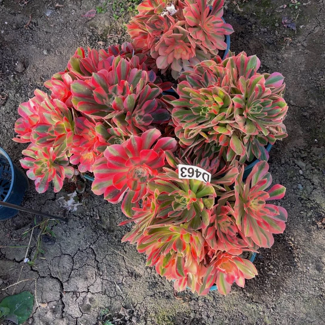 一堆法师26//0包邮