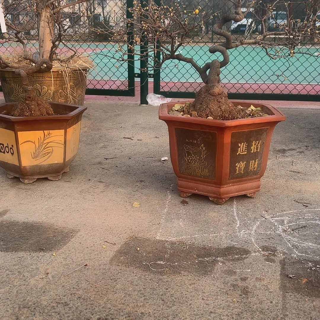 无花朵腊梅盆景造型盆栽花卉