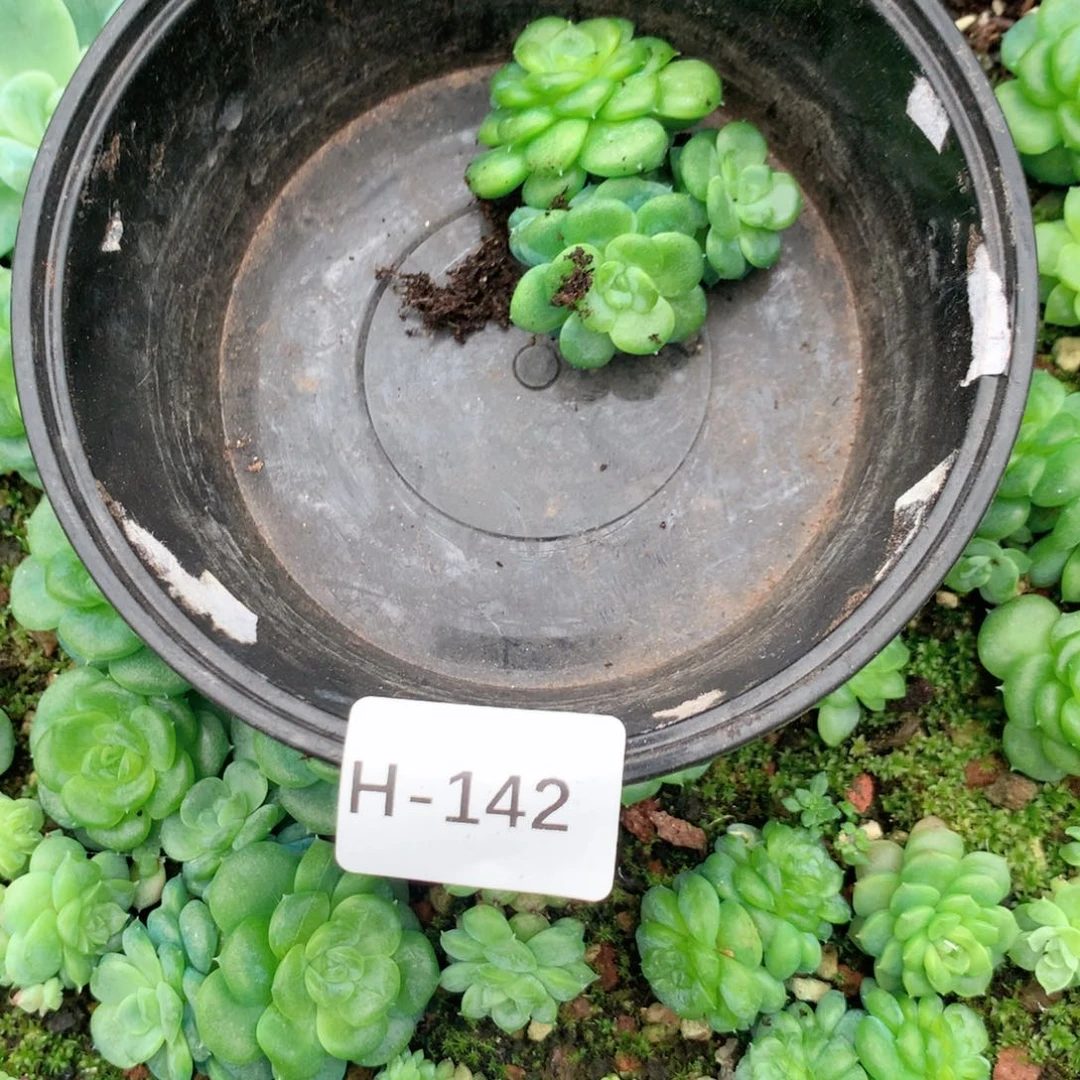 小****无花朵H142一英语英语
