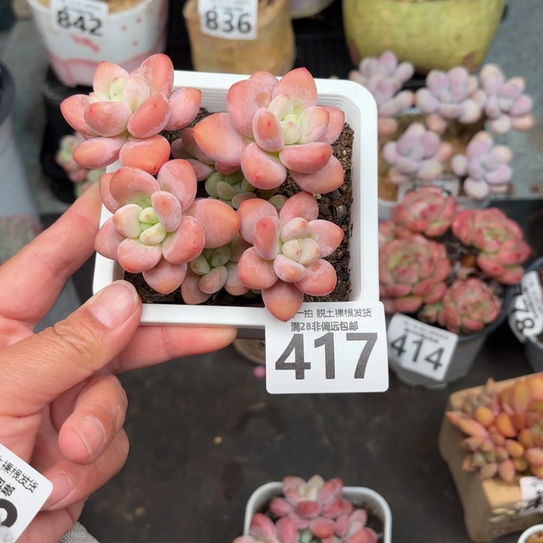 红洛神无盆土发货