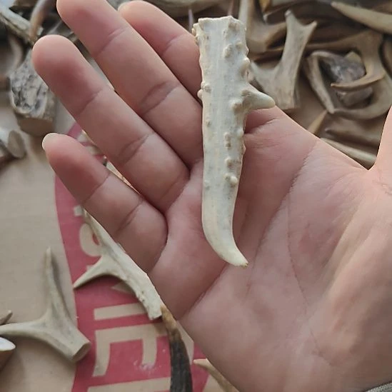 非金属鹿角精品小角