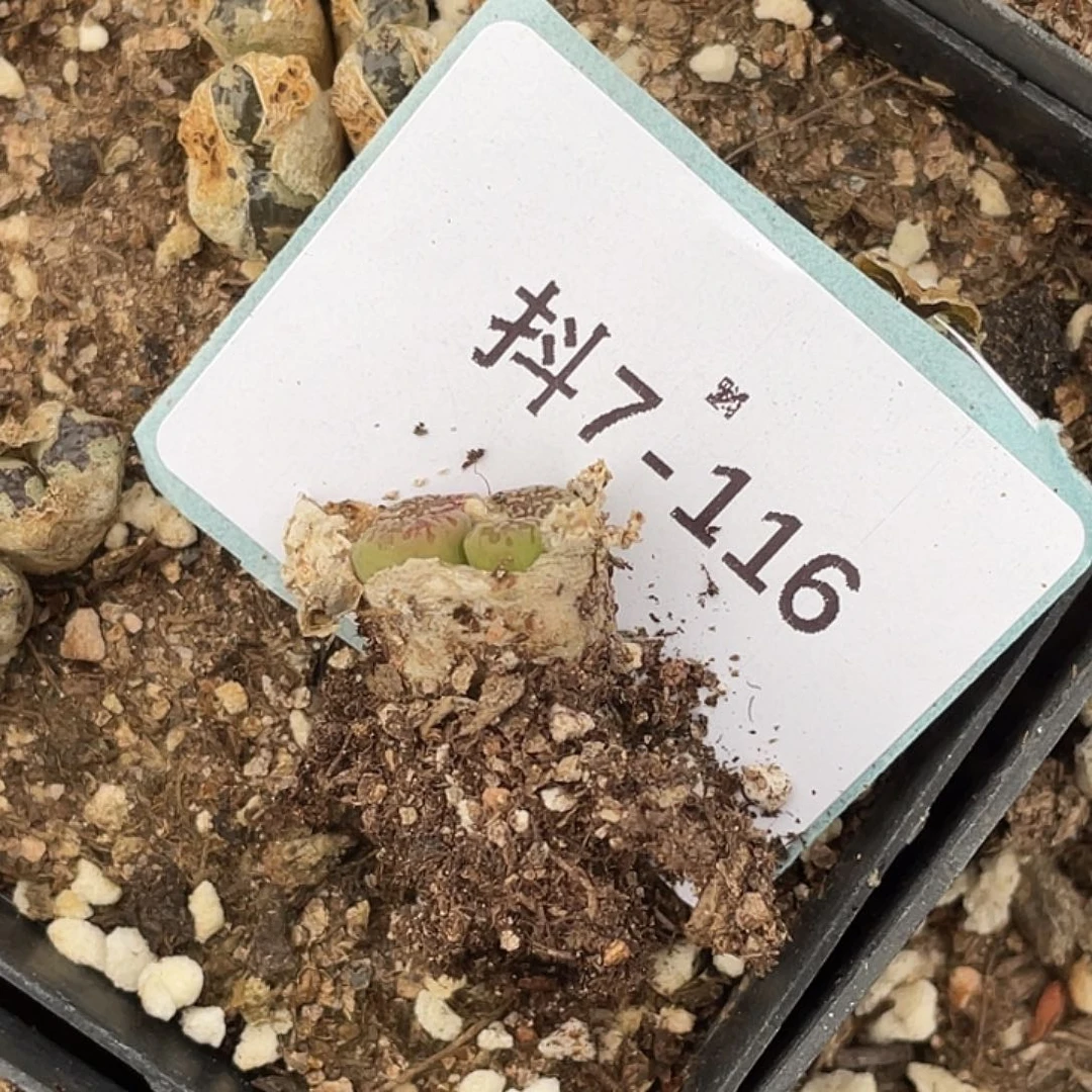 水*冻7-116肉锥多肉植物