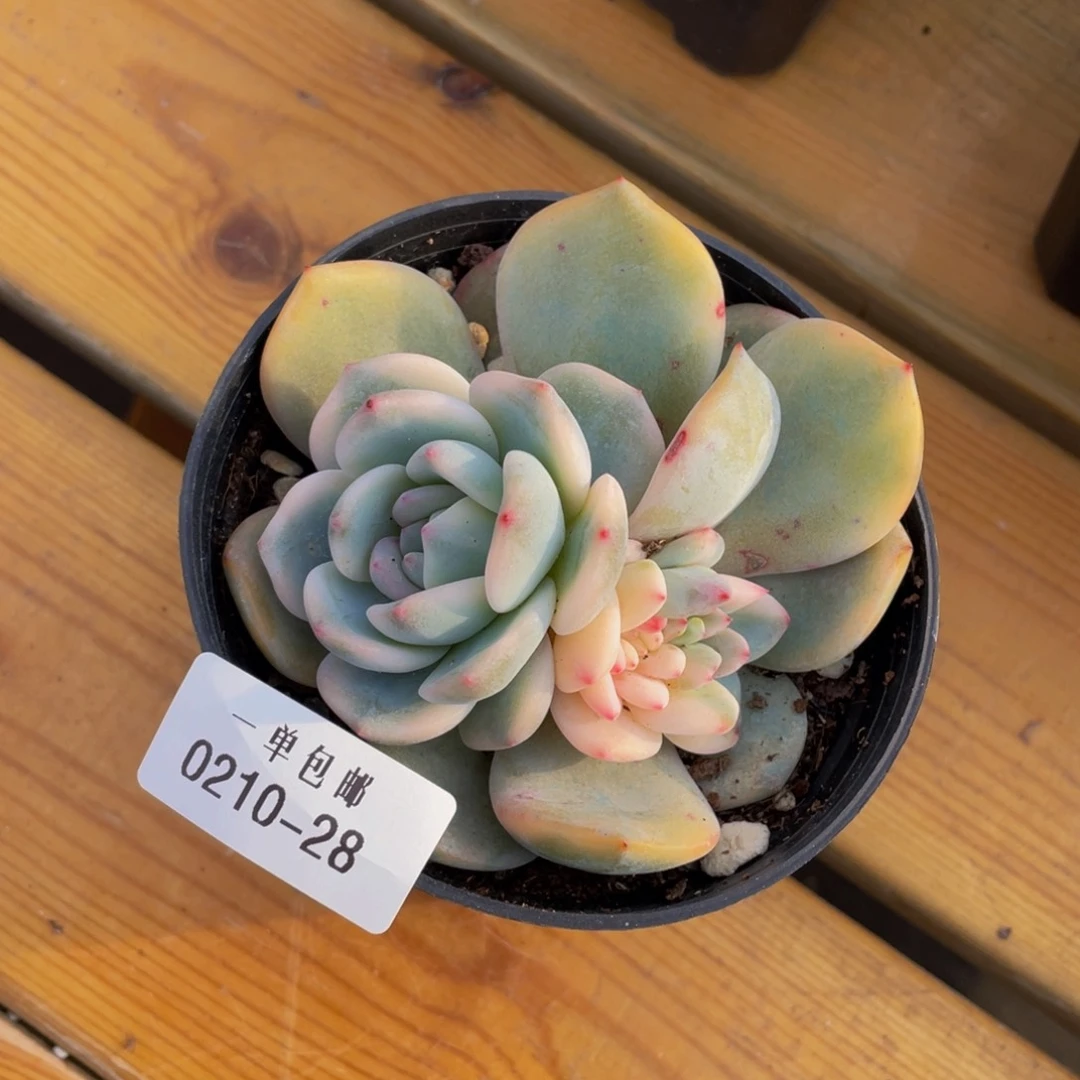 0210-28-梦露锦。。。。