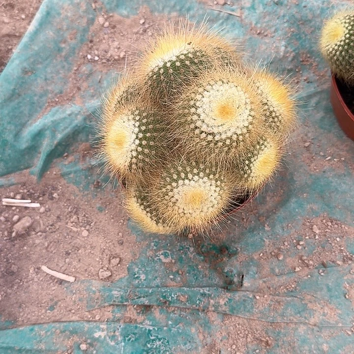 ?**?哈哈哈哈哈哈哈哈