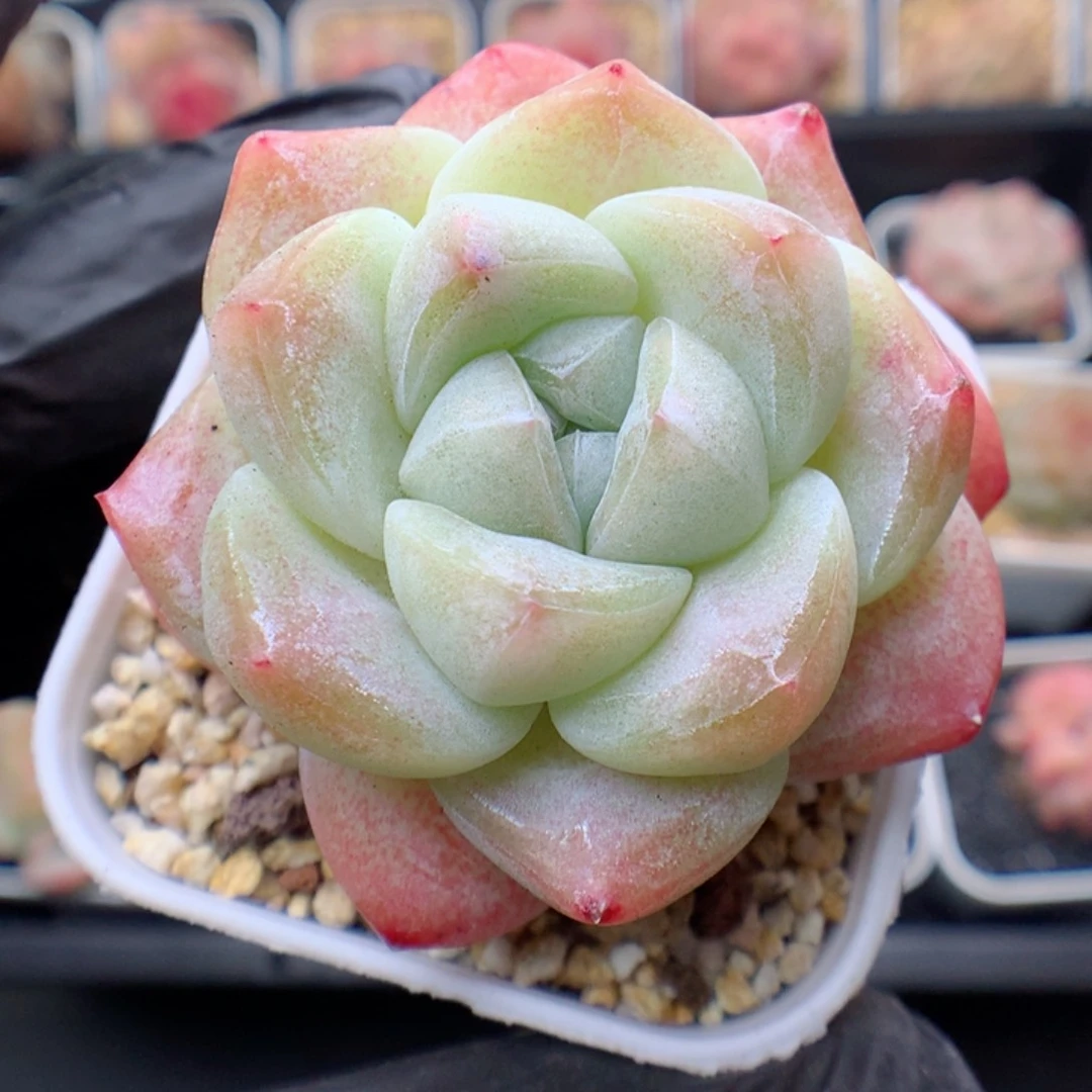 多肉植物。 冰玉40