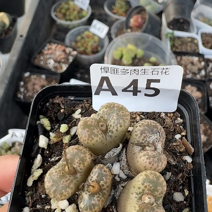 45多肉植物多肉植物