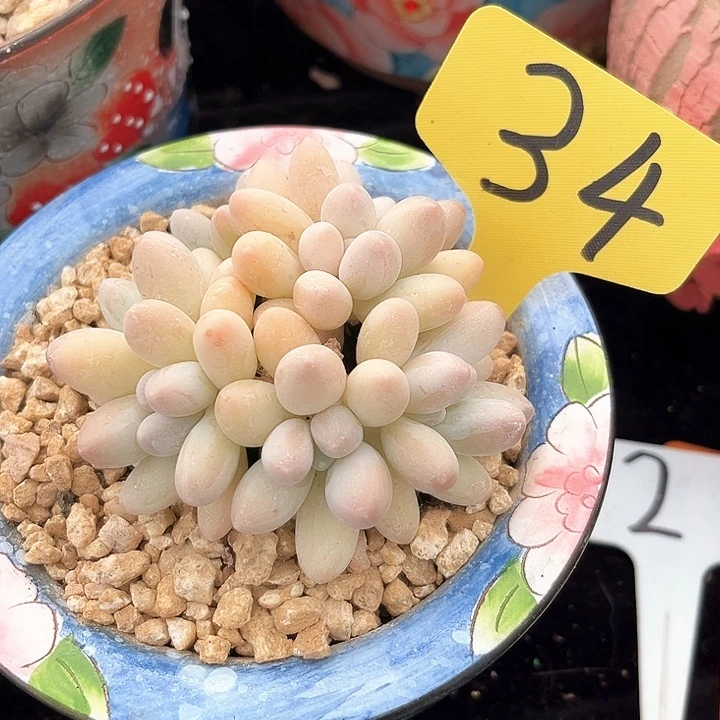 汤圆34号码牌子的话题了