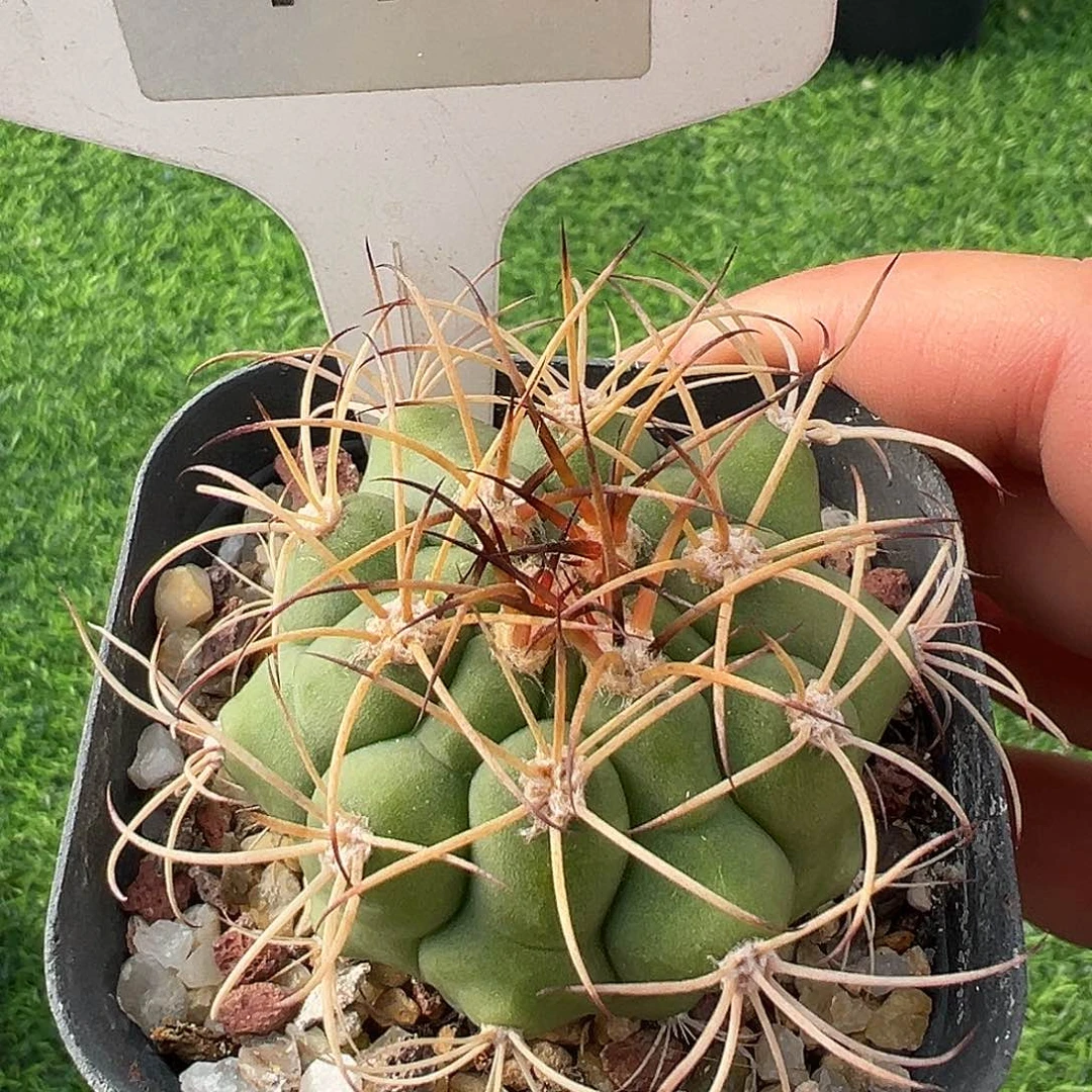 7178 满 39 包邮非偏远地区