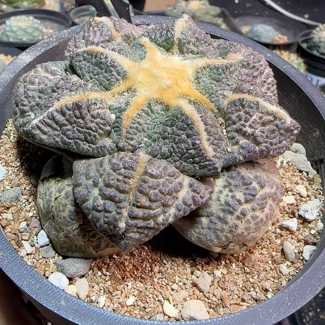 A**n一物一拍所见即所得