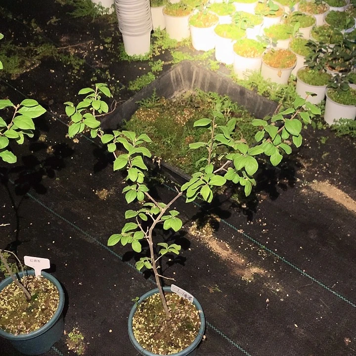 我***肉完全开放红将军150