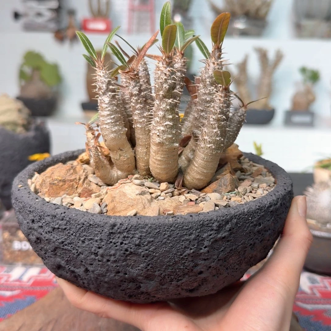 凯迪棒槌 一物一拍08