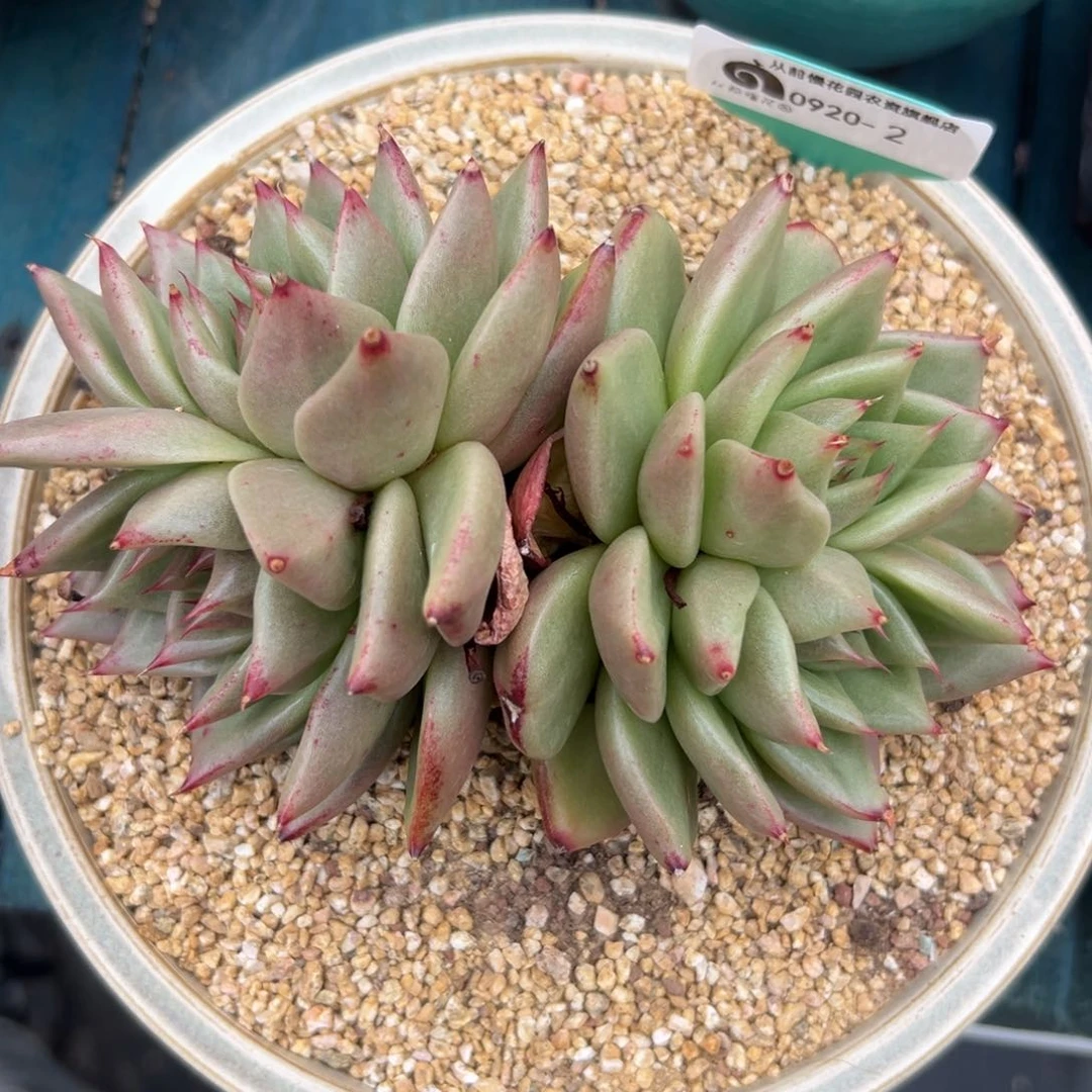 从前慢精品多肉编号0920-2