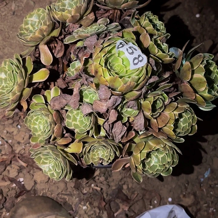858孔雀翎多肉植物