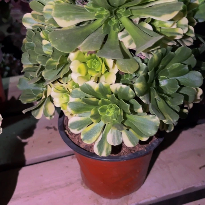 856七彩多肉植物不售后