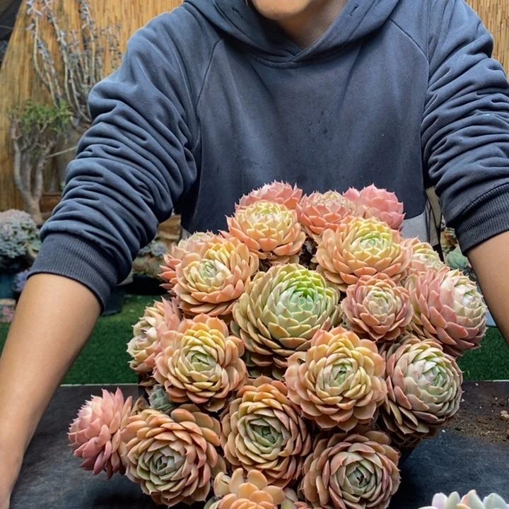 阿***不58号昂斯诺多肉植物