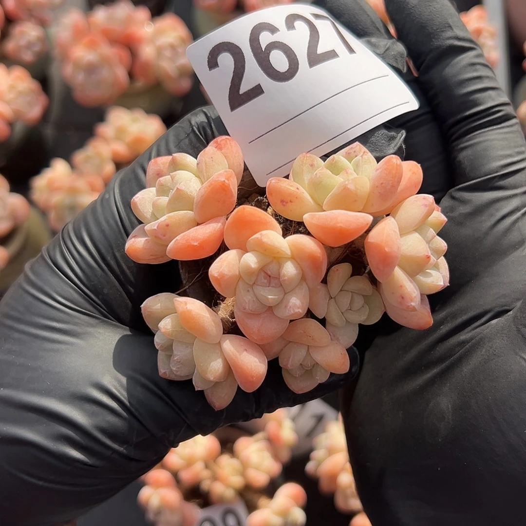 2627，七头冰玉带盆发