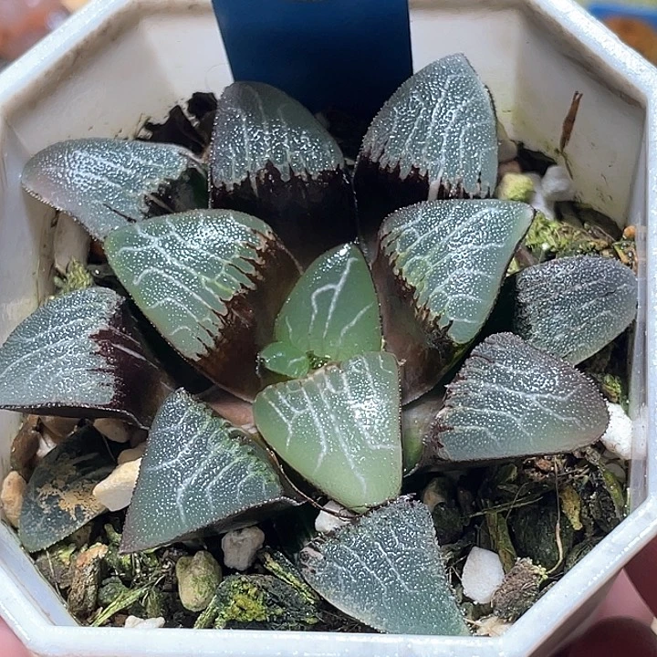 682无欲则刚克锦特选福利