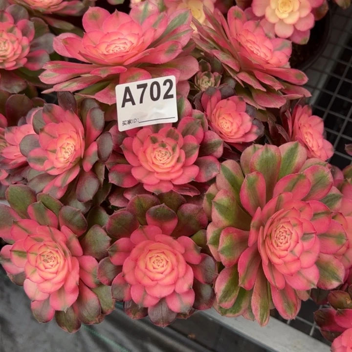 702荔枝朵朵23厘米