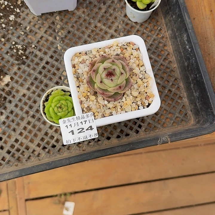 &***白1117-124两颗组合