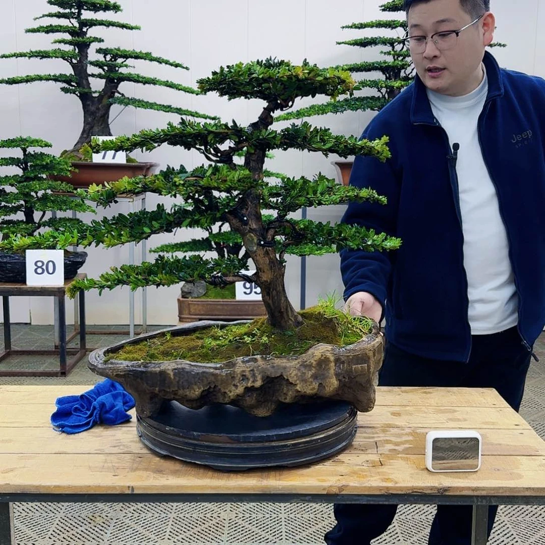 盆景罗汉松造型盆景