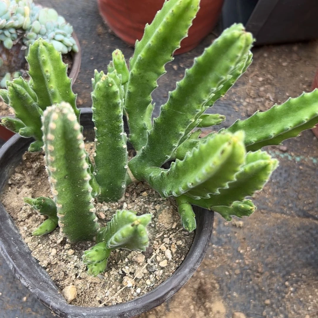 微***阳多肉植物多肉植物