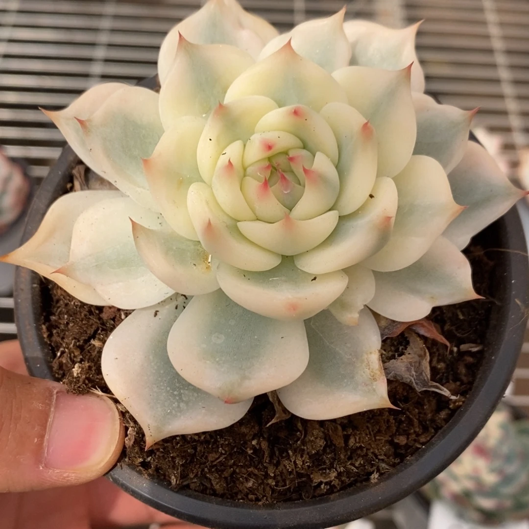 吉娃娃锦多肉植物6845