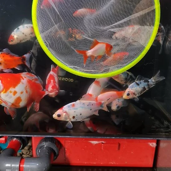 金鱼长尾十二红，8公分