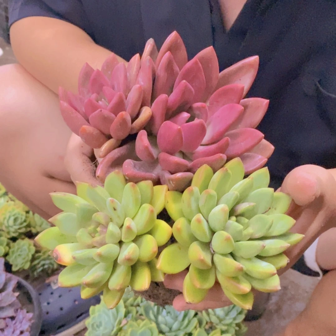 桃花源双头，黄金象牙双头各一