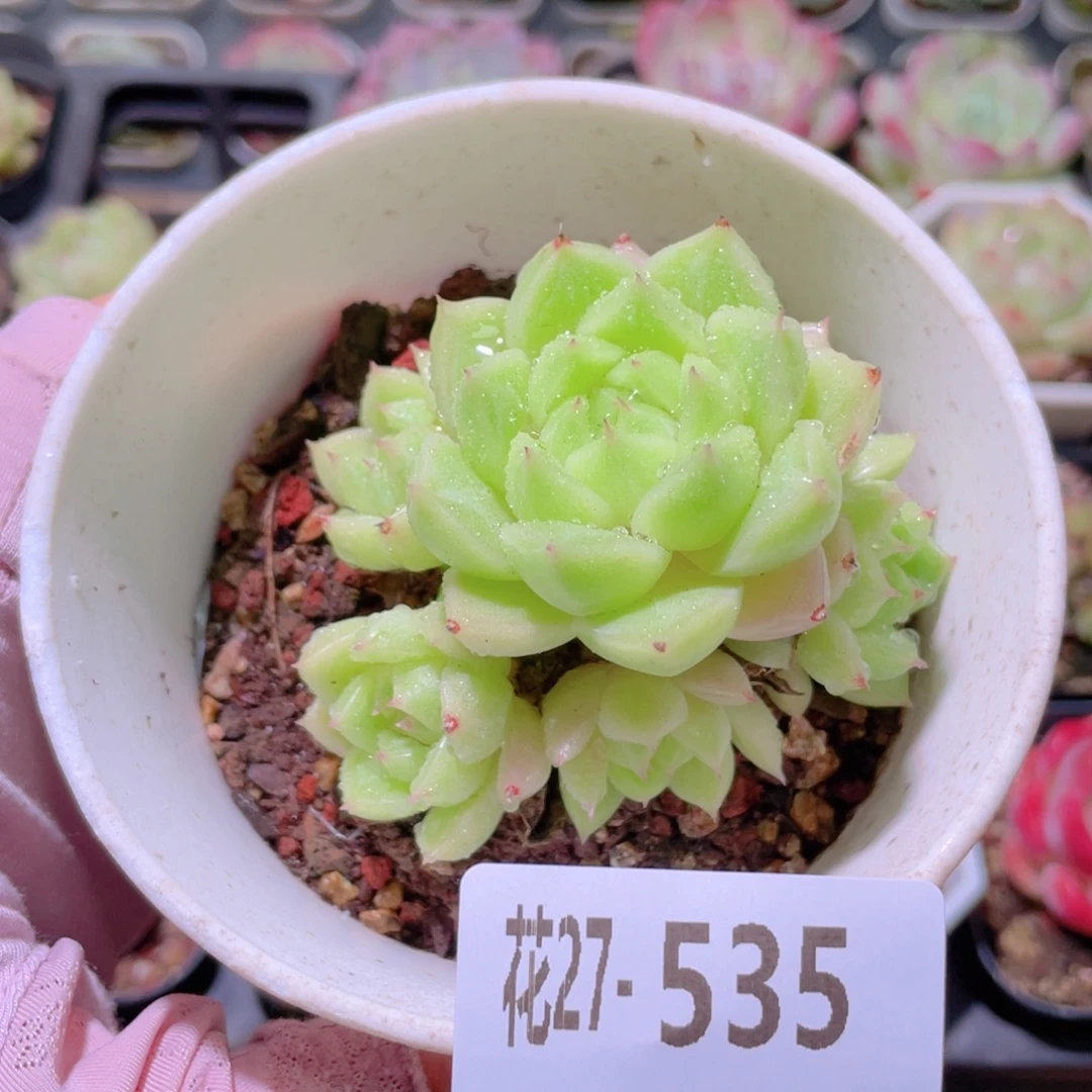 花利美27-535麦秆