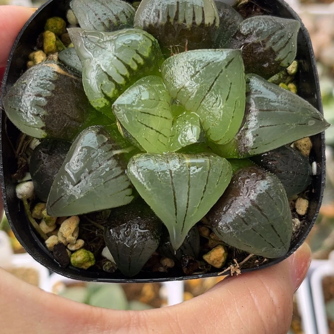 678红纹寿锦哈哈哈哈哈哈