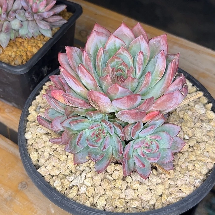 深***明红鸾手捧，一物一拍