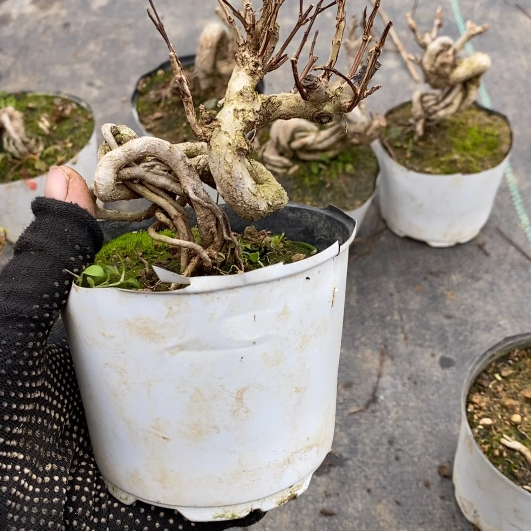 波***仔无花朵盆景盆景40