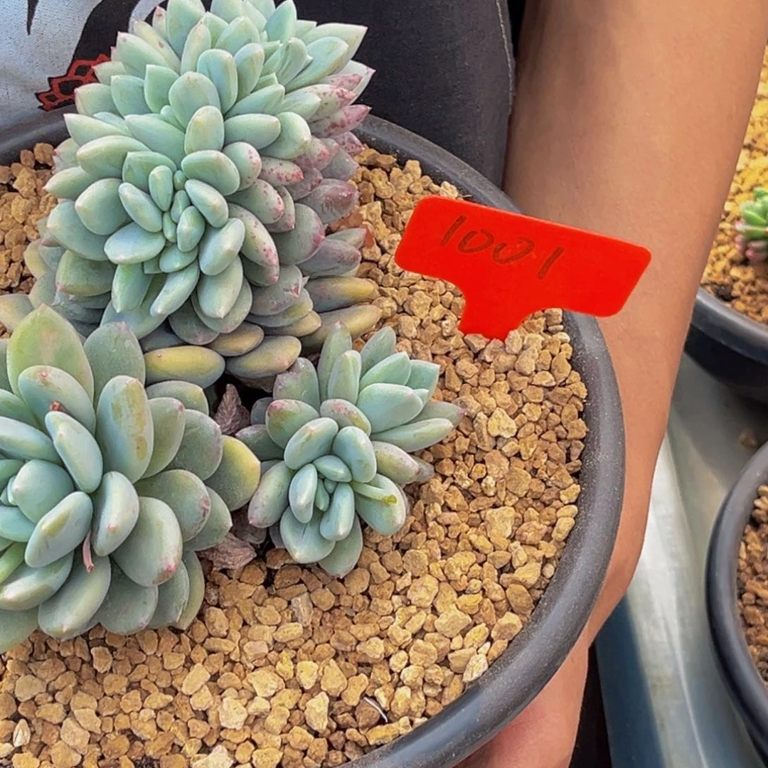 1001号上午多肉植物群生多肉植物