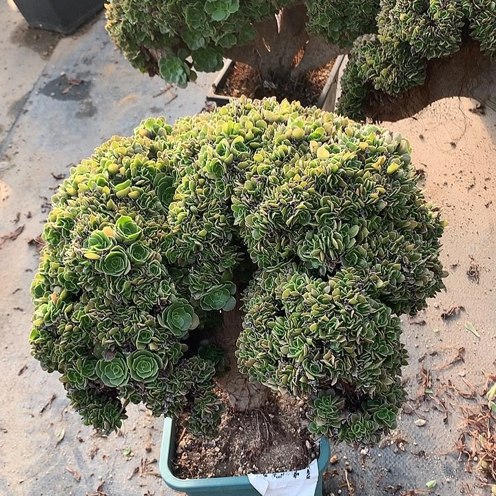 玫瑰朵朵脱土发货啊