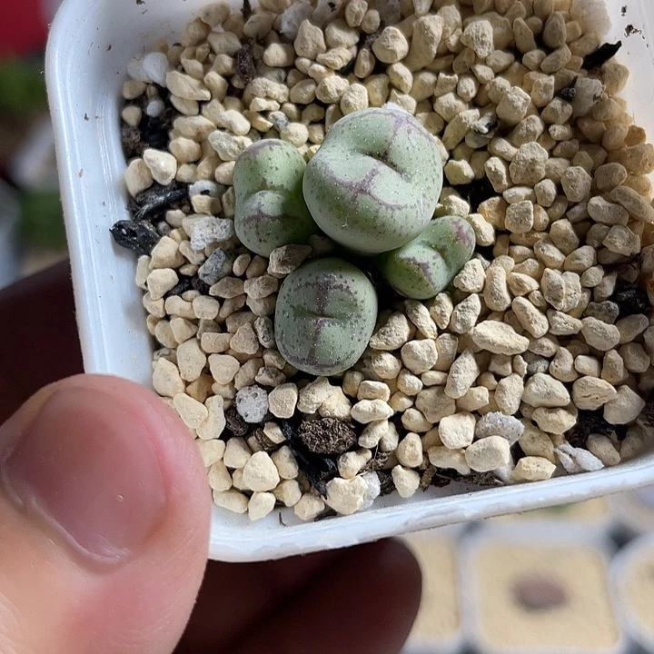 佳人园艺多肉生石花悟空520