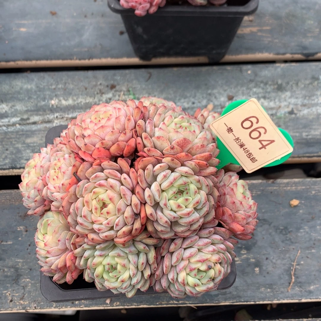 白胖子老桩无砍664