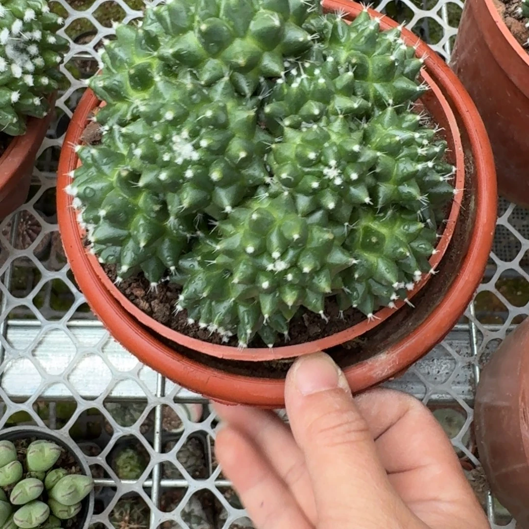 *****清卷 可口可乐了可口可乐