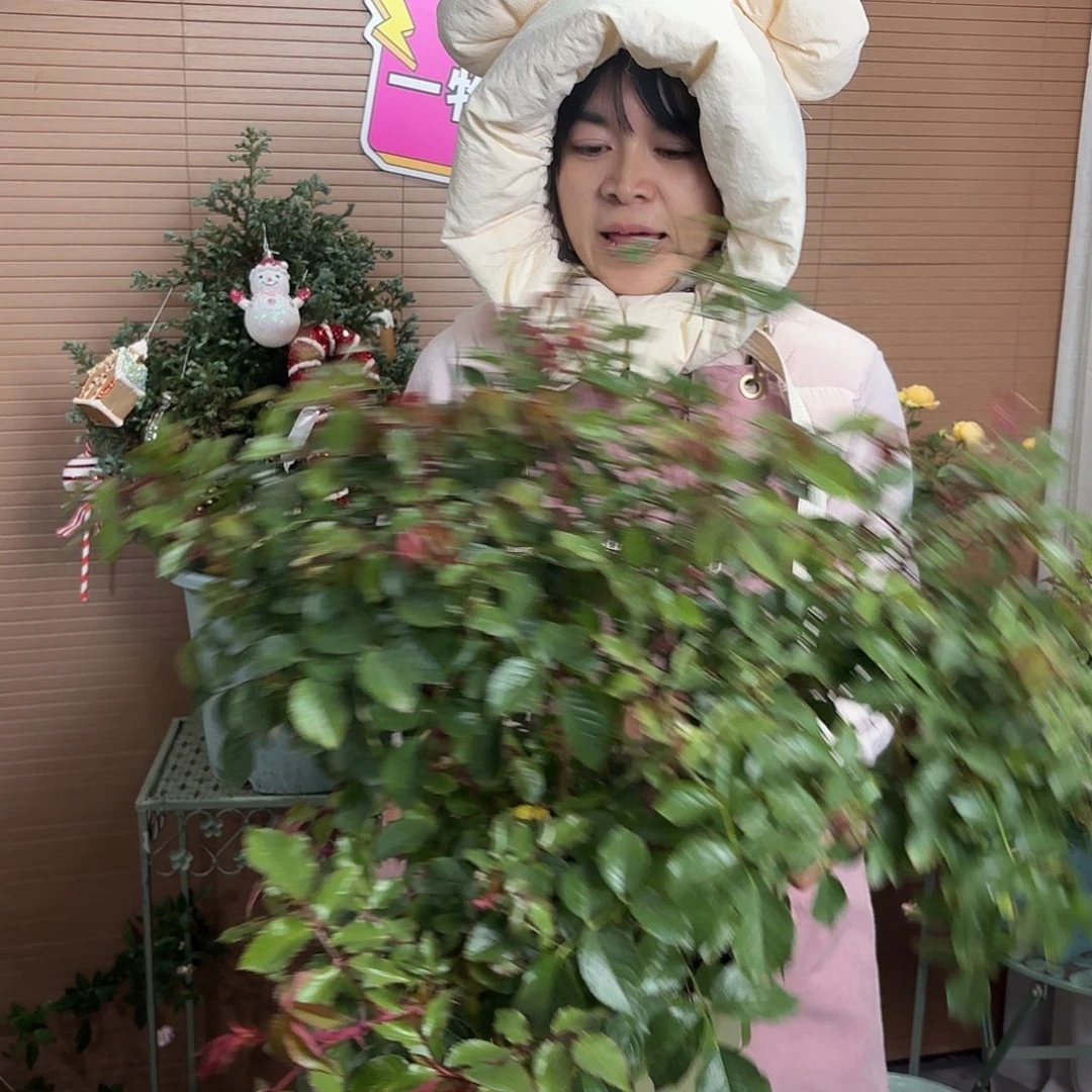 晓***我草莓3加仑根接苗子