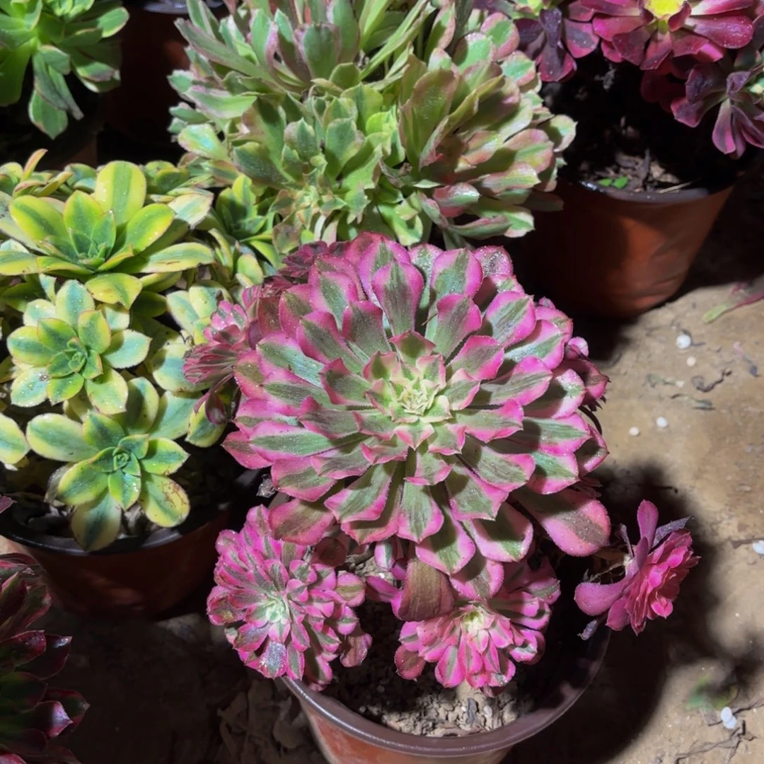 红铜壶超白9.9法师多肉10号捧