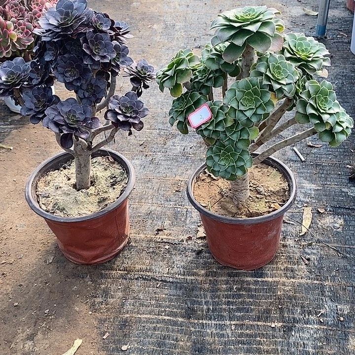 3，2颗多肉法师多肉法师