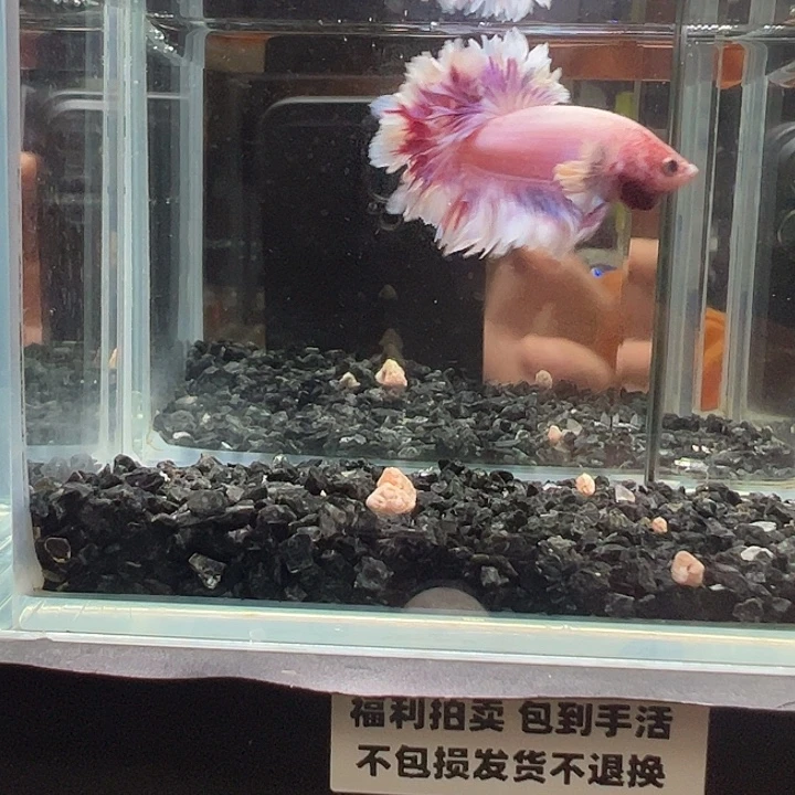 斗鱼竞拍跑单4日62