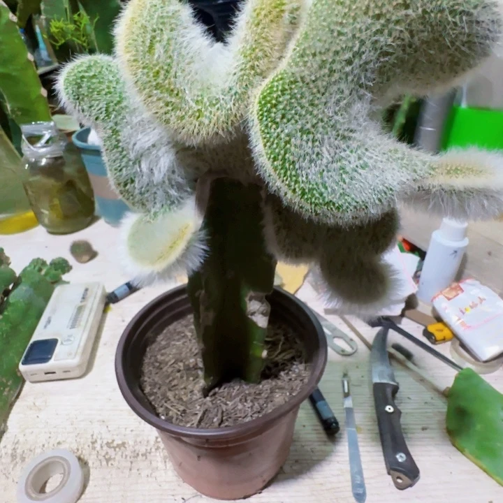 芹***》无花朵九尾狐缀化大棵100